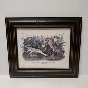 Framed Audubon Print "Black-Crowned Night Heron or Qua Bird" from J.T. Bowen